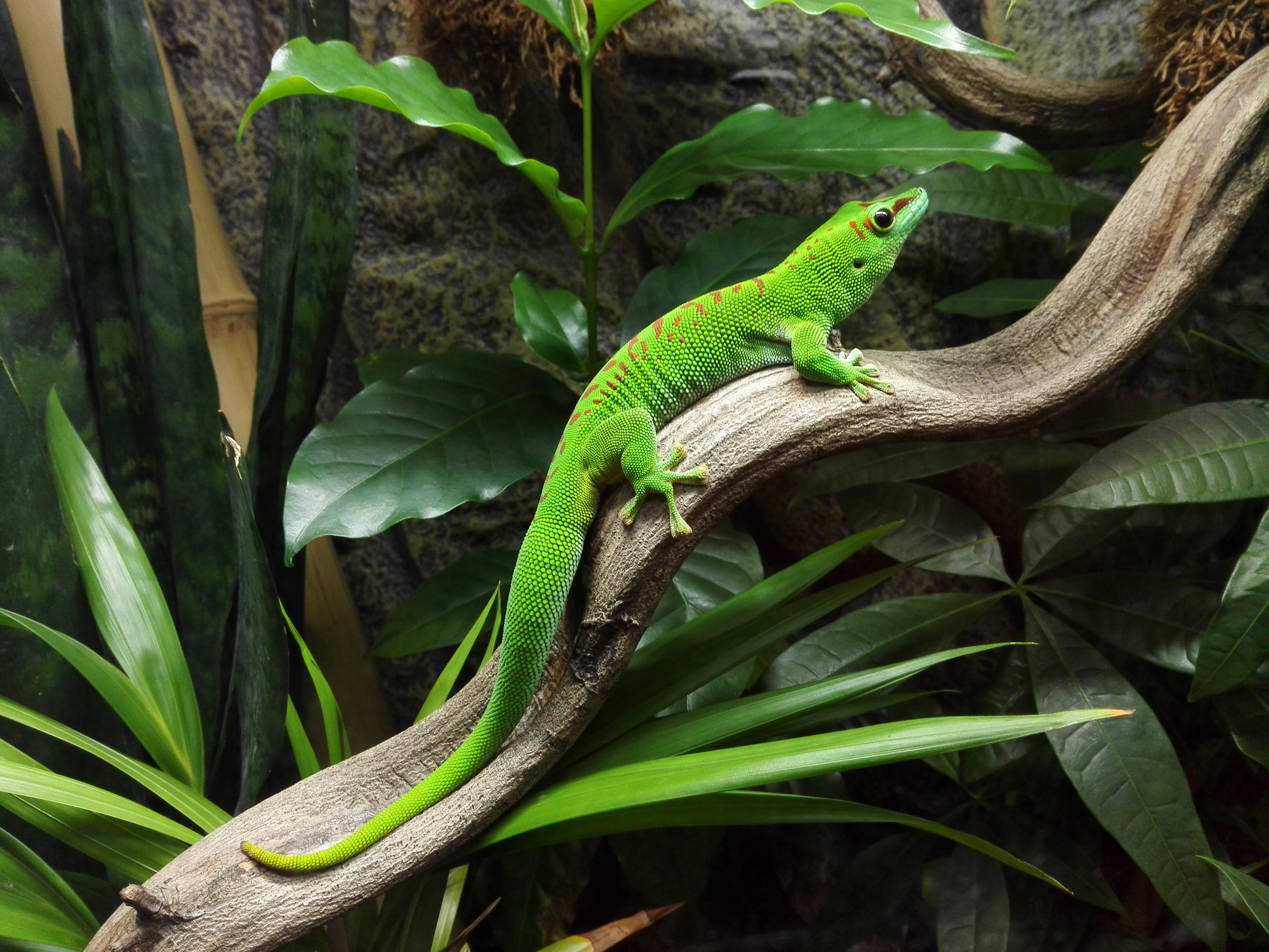 Gecko auf Liane im Terra